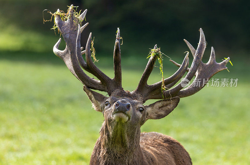 公马鹿(Cervus elaphus)